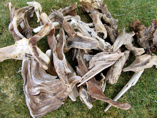 20 Assorted Beautiful Pieces Of Driftwood